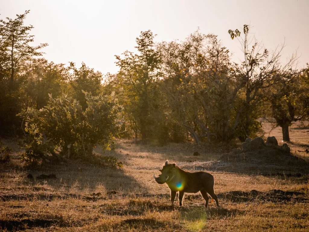 Warthog at sunrise in Khwai, Botswana