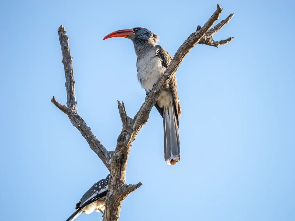 Bradfield's hornbill in Khwai, Botswana