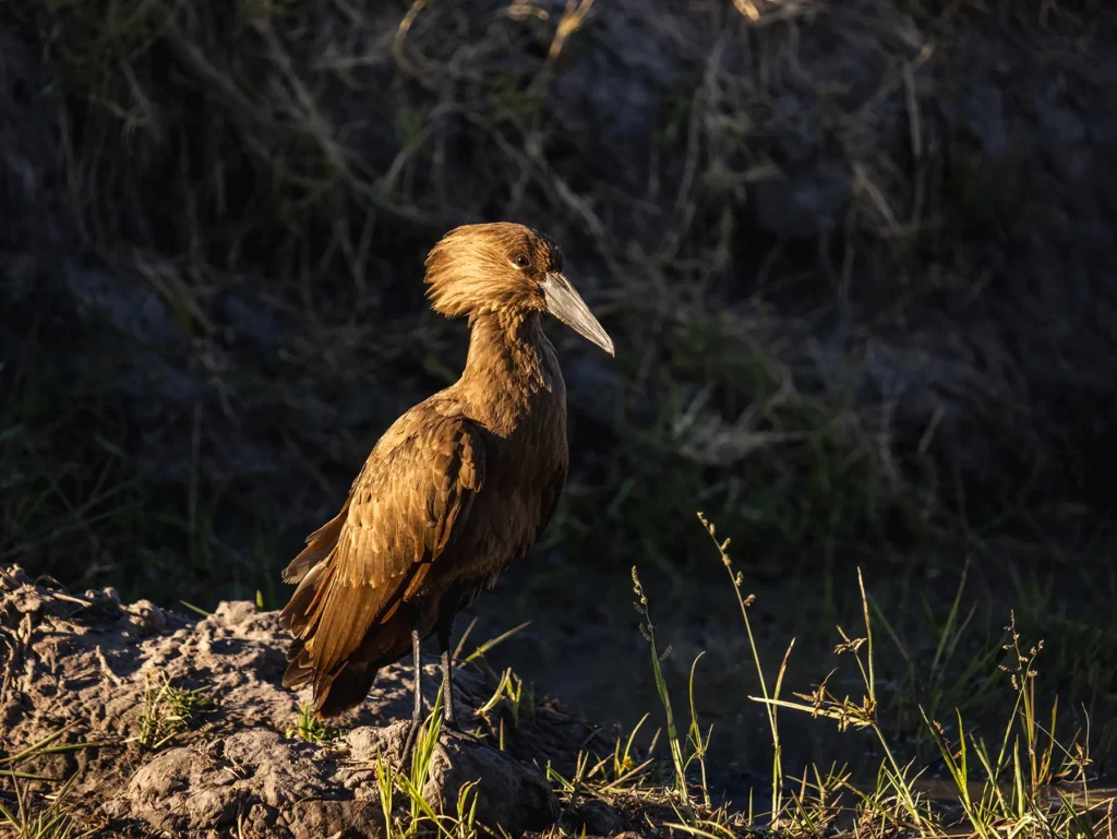 The hamerkop is a medium-sized wading bird. Khwai Community Area, Botswana.
