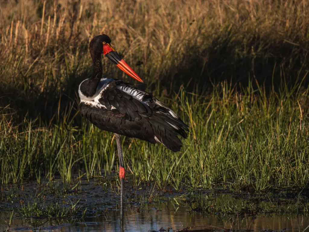 Saddle-billed stork Khwai Community Area, Botswana.