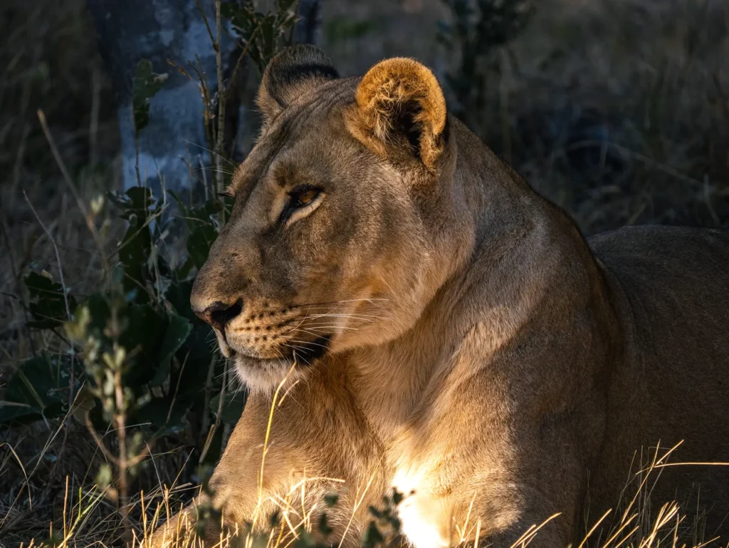 Lioness photographed during golden hour in Khwai, Botswana