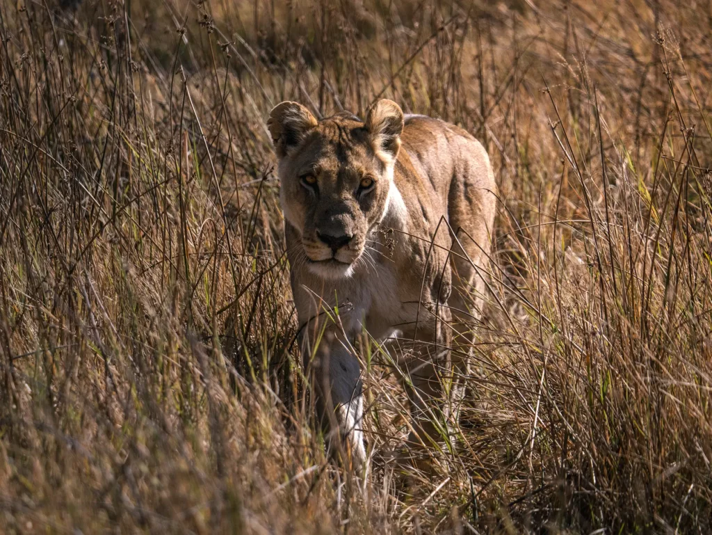 Lioness hunting in Khwai Community Area, Botswana.