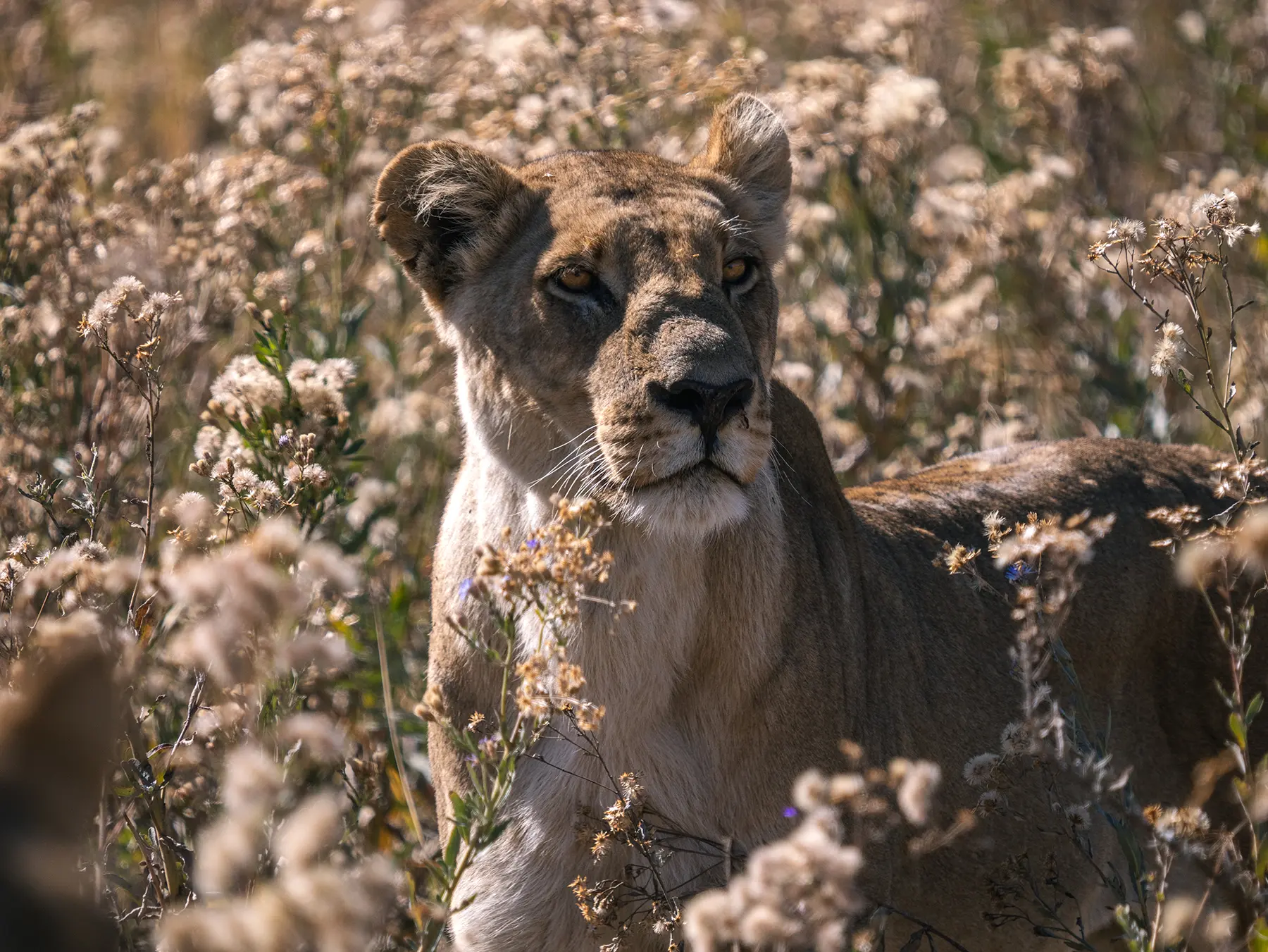 Lioness in Khwai Community Area, Botswana.