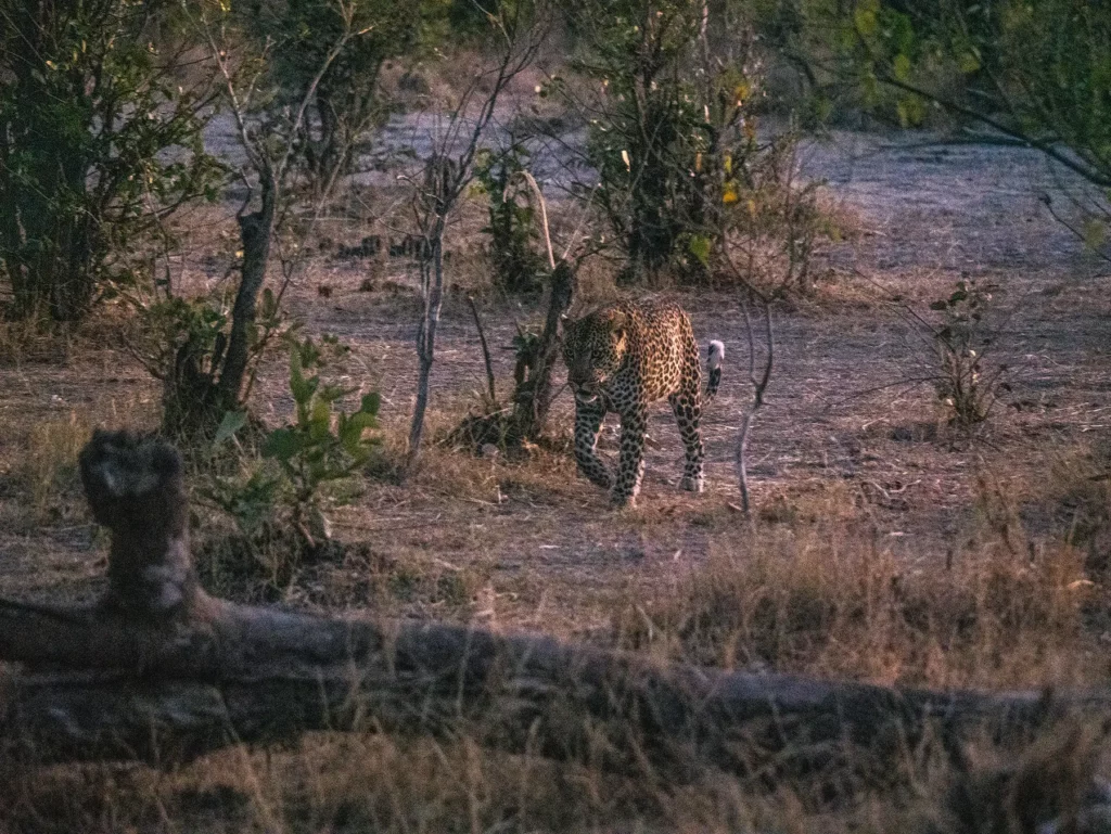 Leopard returning for a kill he stashed in a tree earlier in the day. Khwai Community Area, Botswana.