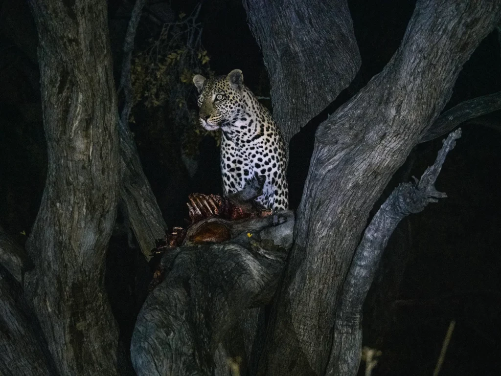 Leopard eating his kill in a tree in Khwai Community Area, Botswana.