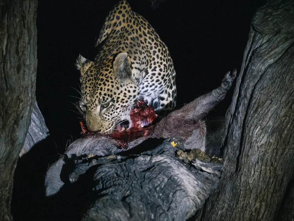 Leopard in a tree after dark eating a kill from earlier in the day, Khwai Community Area, Botswana.