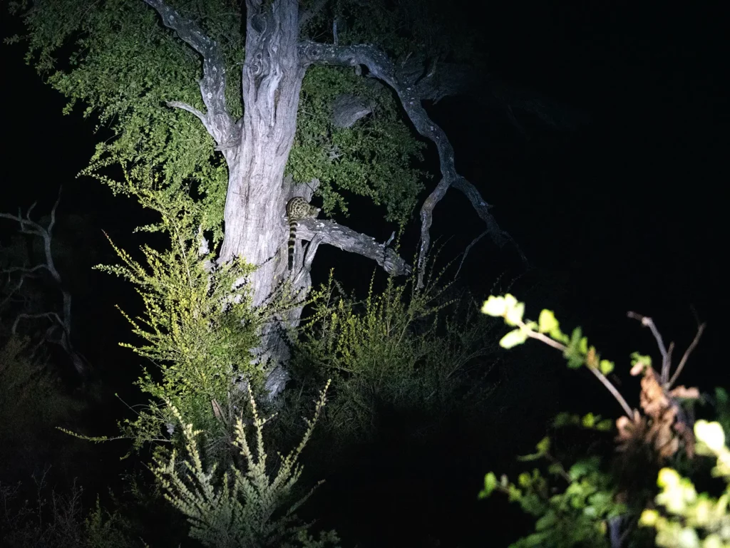 Genet spotted on a night game drive in Khwai Community Area, Botswana.