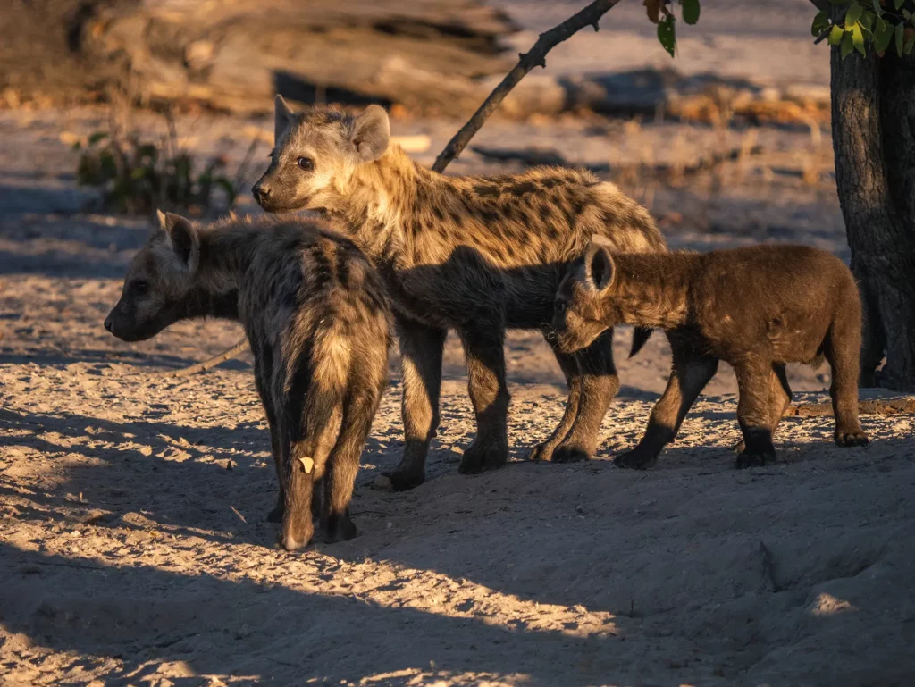 Hyena cubs of various ages in Khwai Community Area, Botswana.