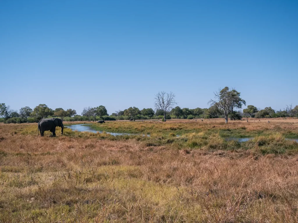 Lone elephant besides a meandering river in Khwai Community Area, Botswana