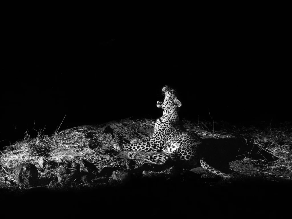 Leopard yawning at night in Khwai Community Area, Botswana