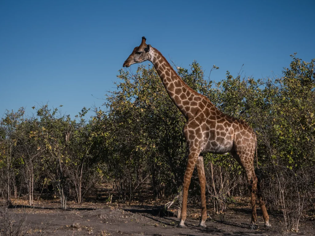 South African giraffe in Khwai, Botswana