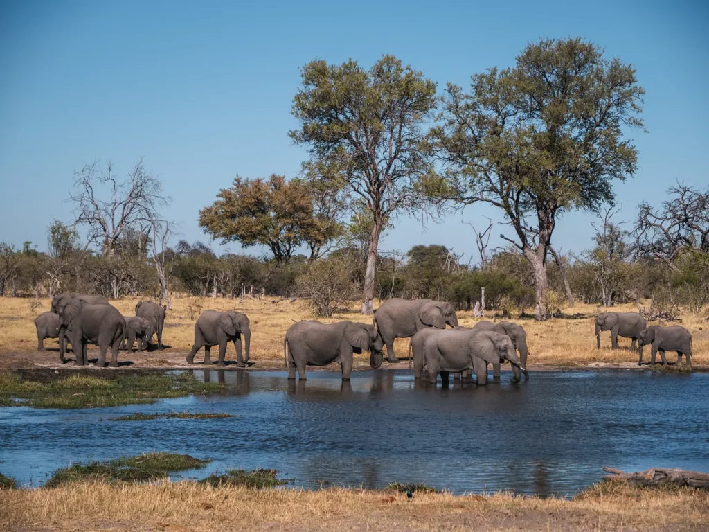 Herd of elephants in and around a meandering river in Khwai Community Area, Botswana