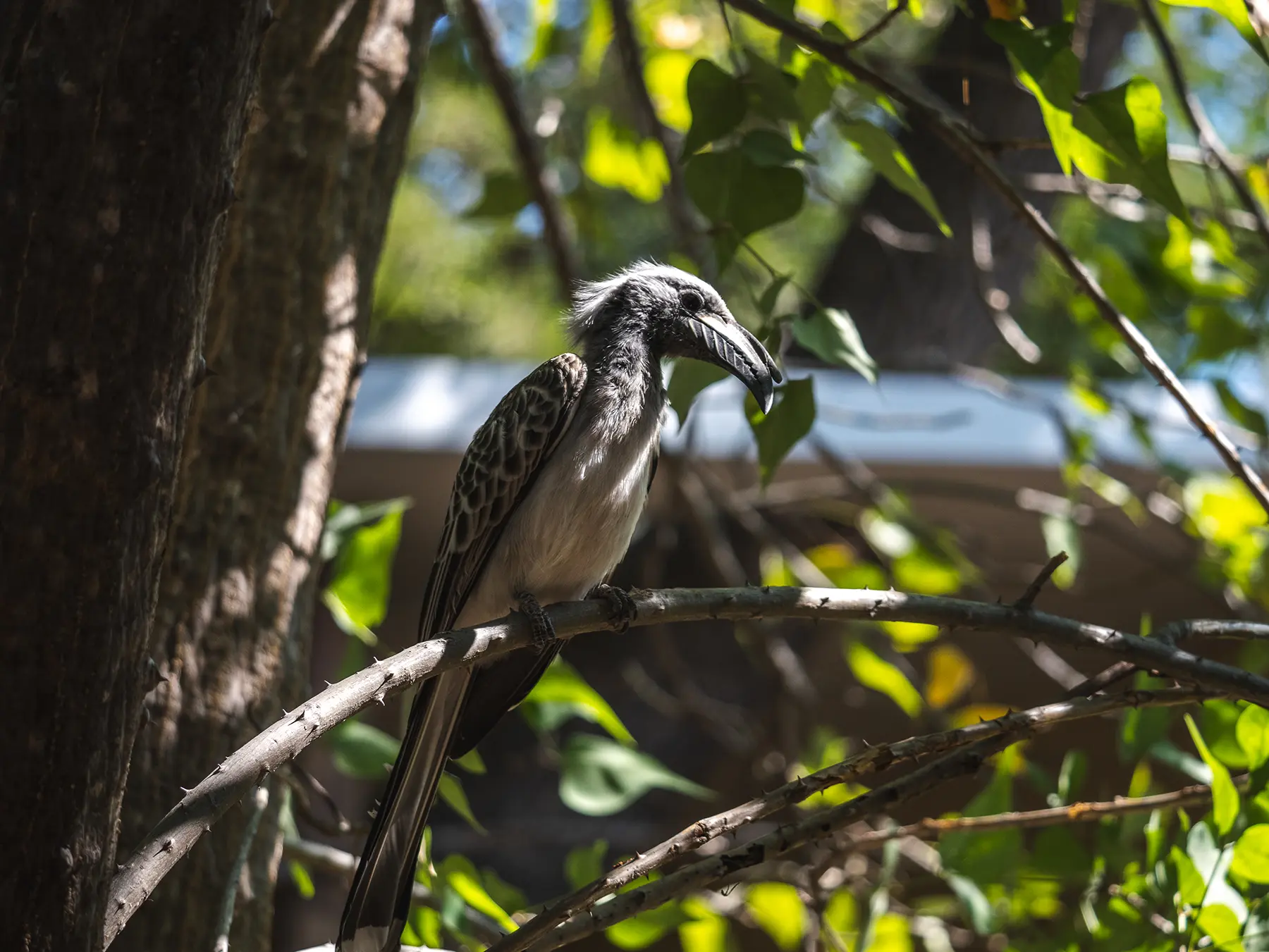 African grey hornbill at The Waterfront lodge, Maun Botswana