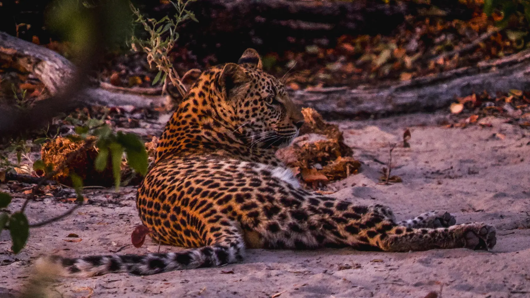Leopard in Moremi Game Reserve, Botswana