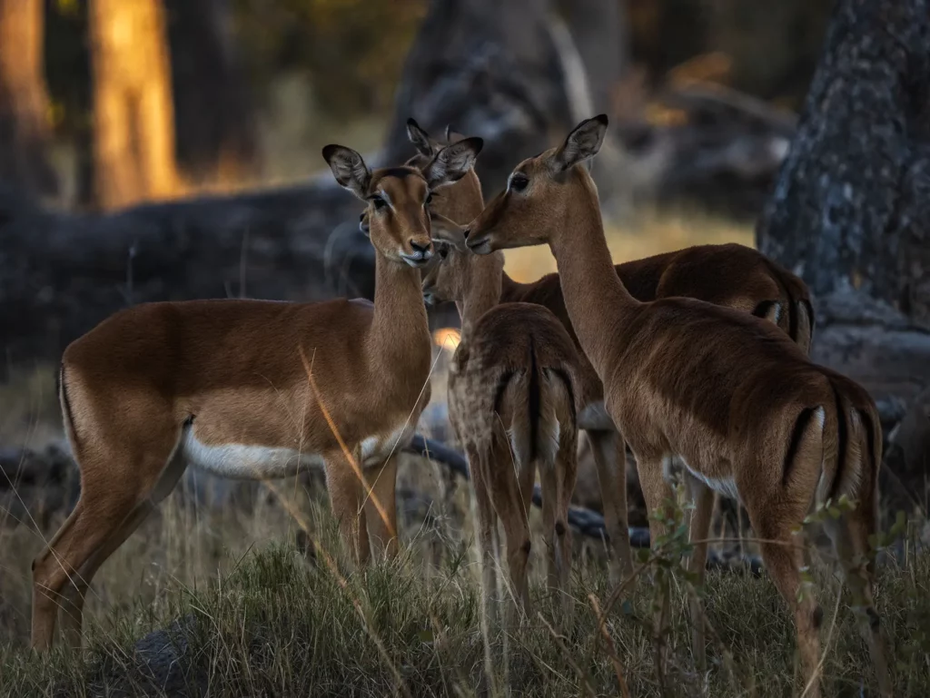 Impala in Khwai Community Area, Botswana.