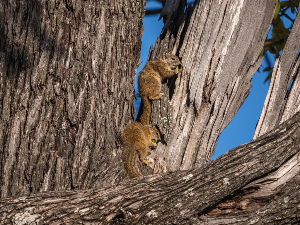 A pair of Smith's bush squirrels eating. Moremi, Botswana