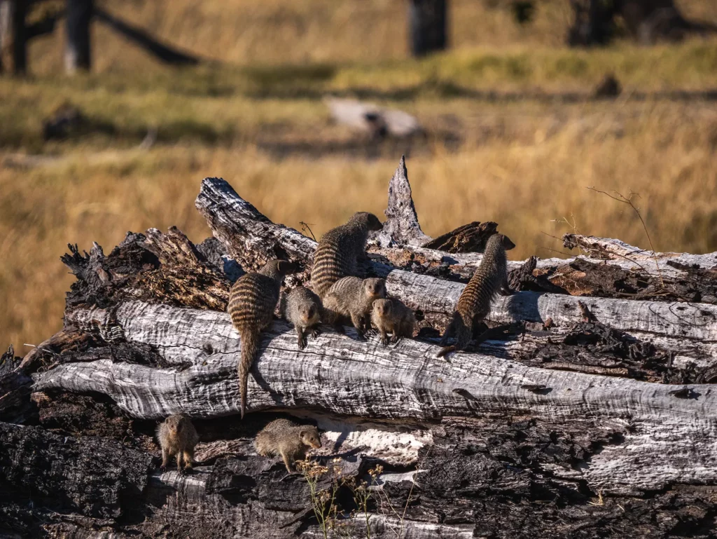 Banded mongoose on a fallen tree trunk in Moreemi, Botswana
