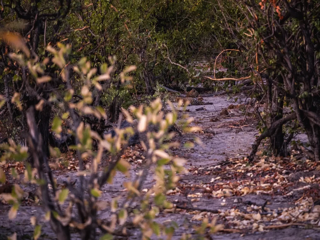 Leopard in Moremi Game Reserve, Botswana