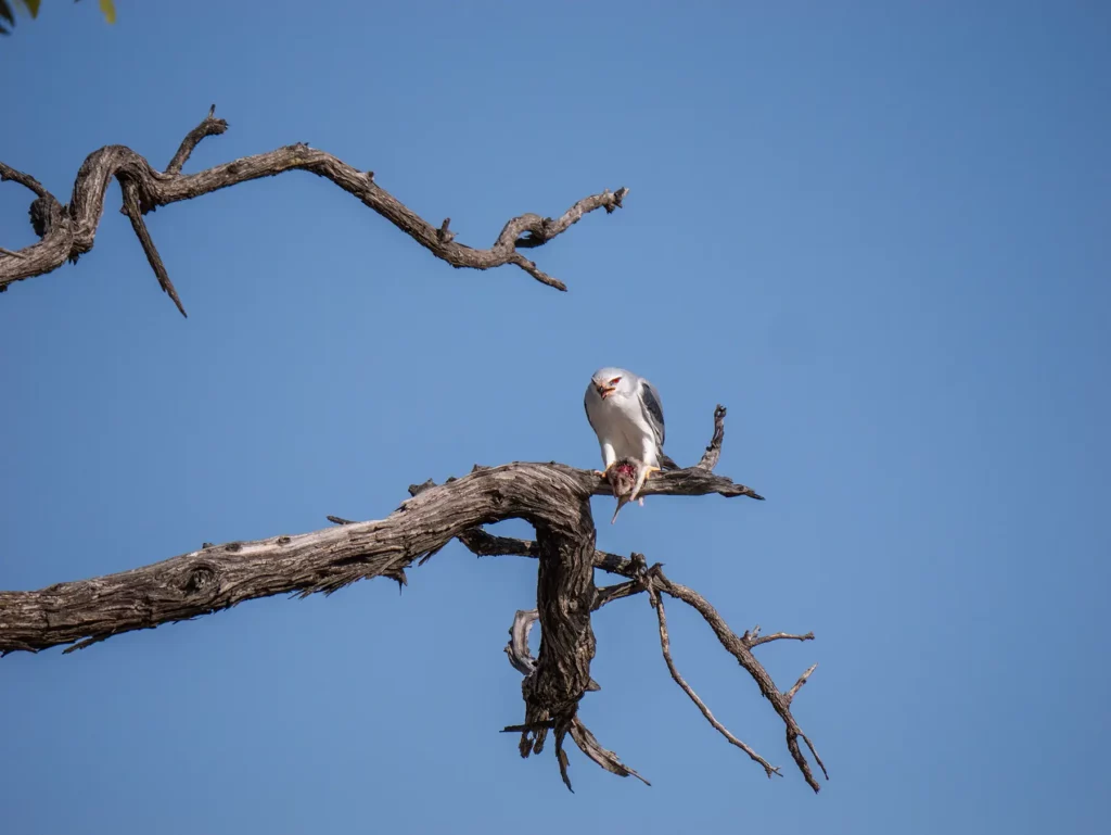 Black-shouldered kite in Moremi Game Reserve, Botswana