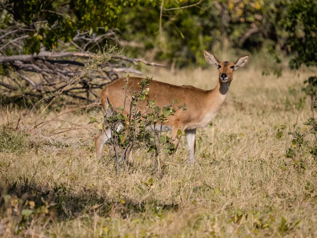 Common reedbuck in Moremi Game Reserve, Botswana