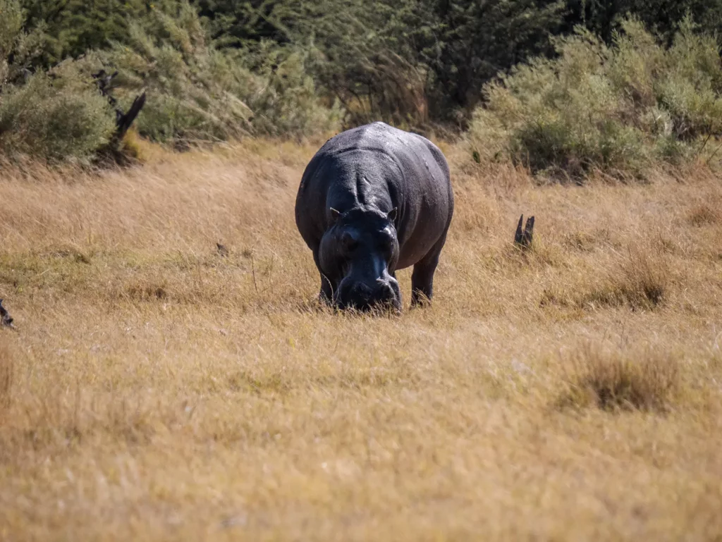 Hippo in Moremi Game Reserve, Botswana
