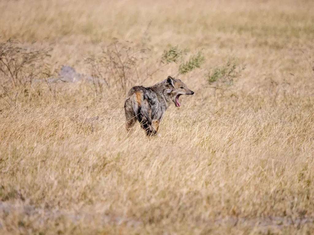 Side-striped jackal in Moremi Game Reserve, Botswana