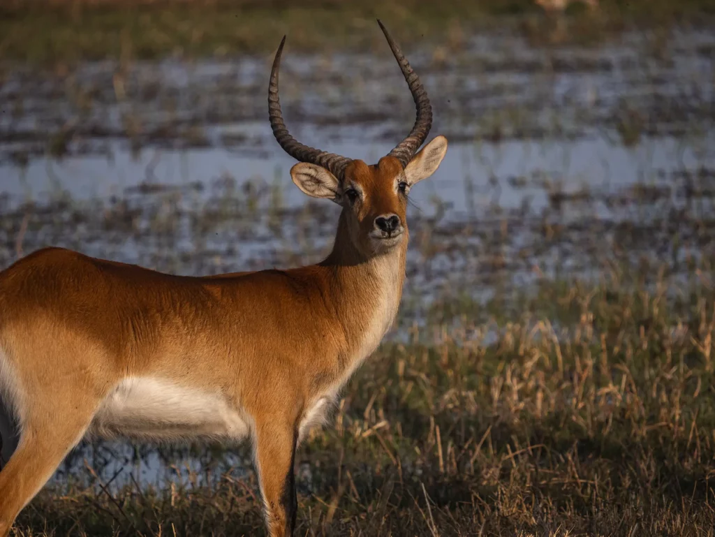 Lechwe in Moremi Game Reserve, Botswana