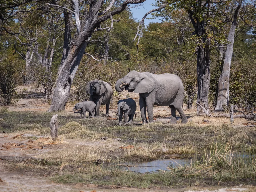 A family of elephants heading towards a water hole. Moremi Game Reserve, Botswana.