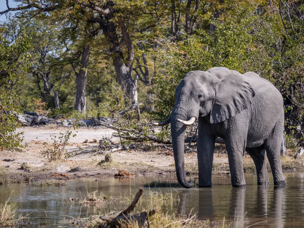 Elephant stood in waterway in Moremi, Botswana