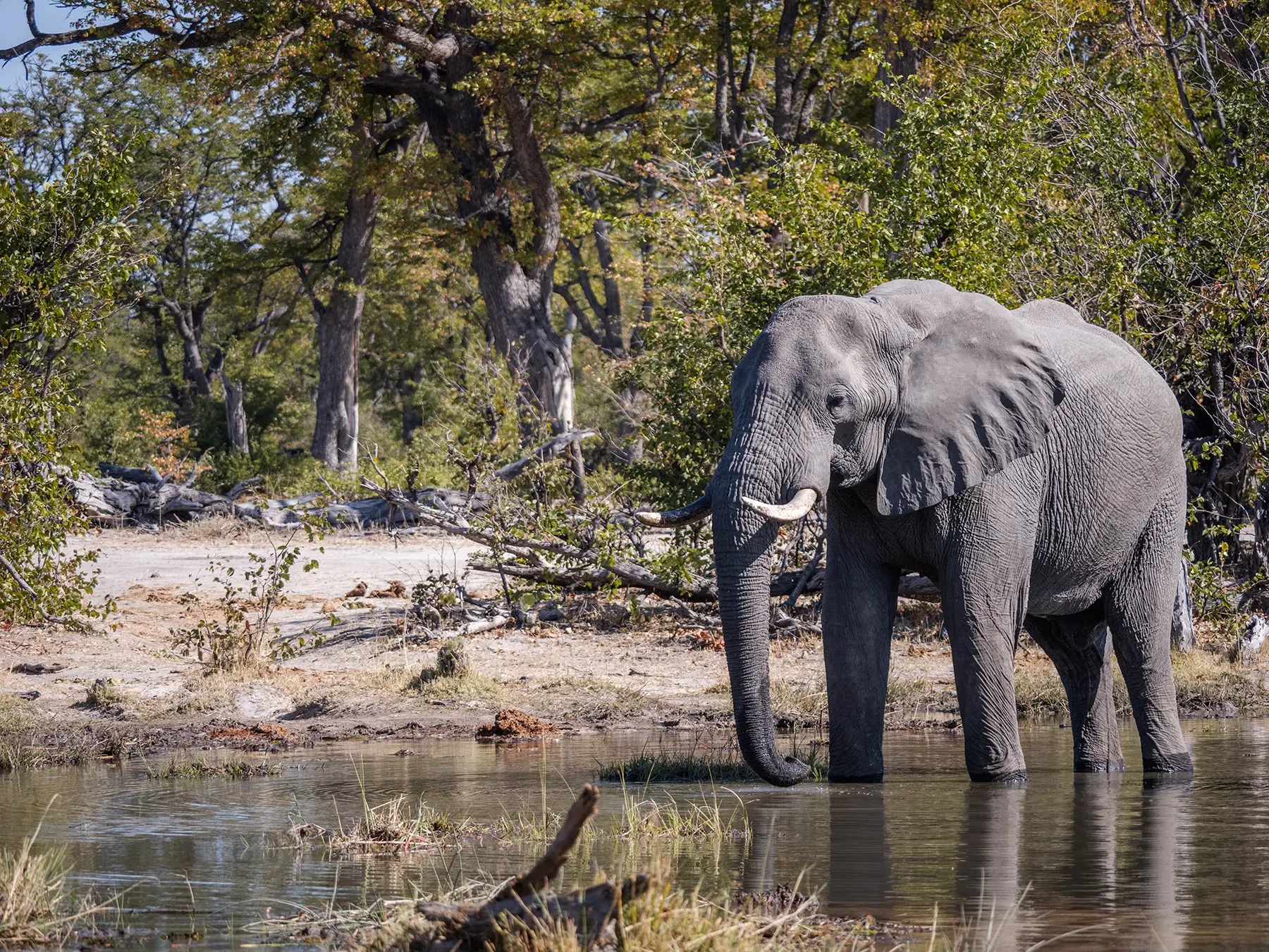 Elephant stood in a waterway in Botswana