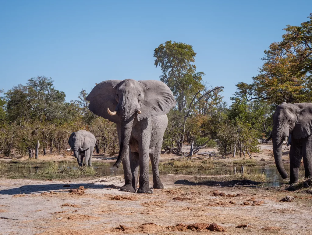 A bull elephant about to mock charge in Moremi Game Reserve, Botswana.