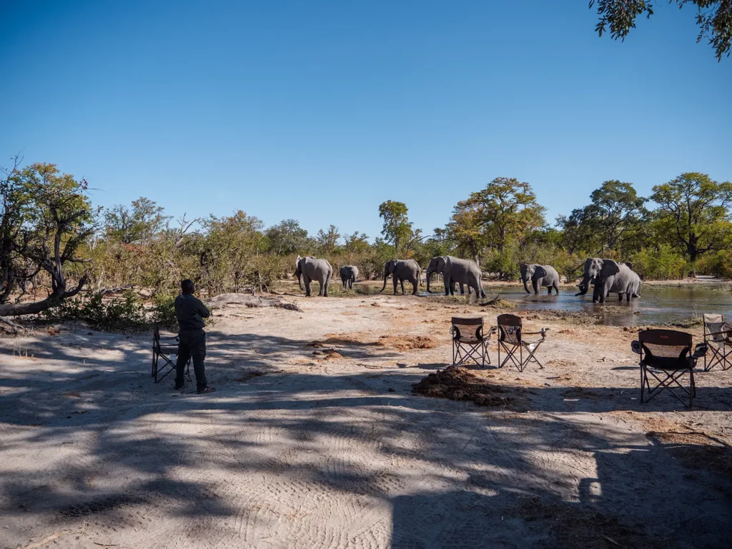 Our guide standing up to a bull elephant. Moremi Game Reserve, Botswana.