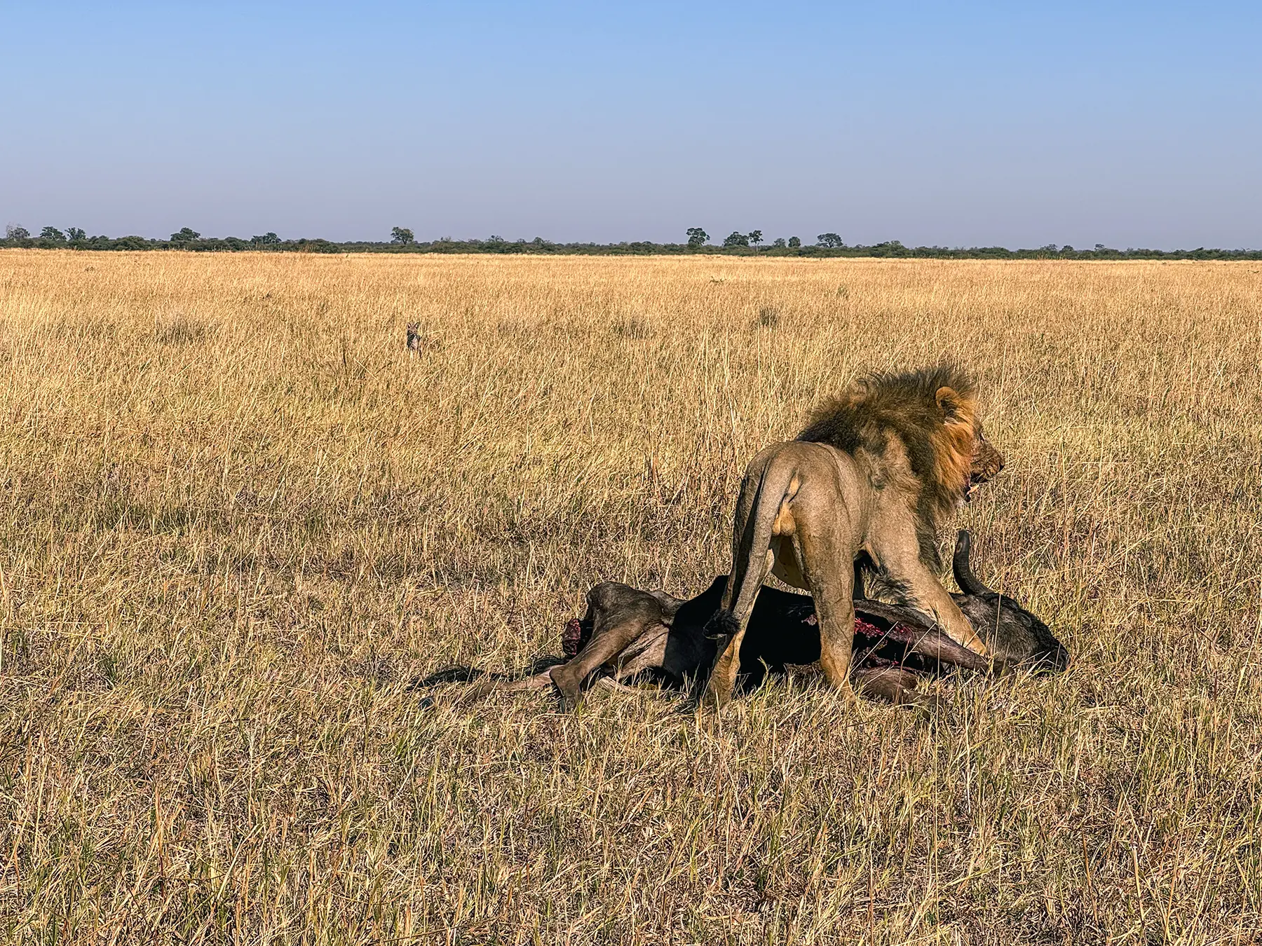 Male lion called Tsunami who is one of the leaders of the Marsh pride with wildebeest kill in Savuti, Chobe National Park, Botswana
