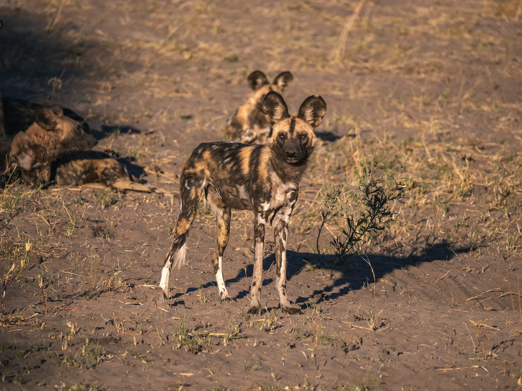 Wild dog, Savuti, Chobe National Park, Botswana