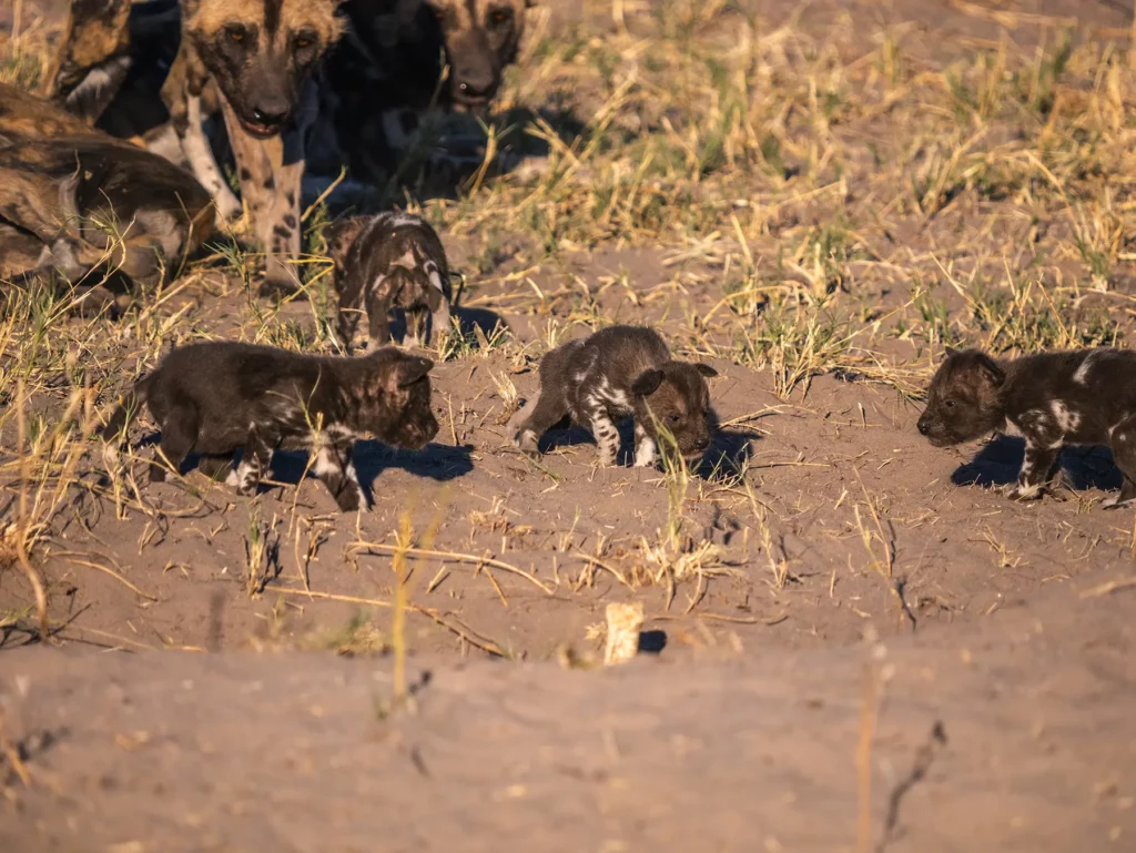 Wild dogs with cubs in Savuti, Chobe National Park, Botswana