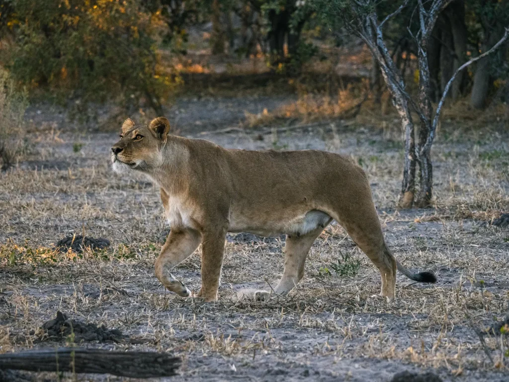 A nursing mother lioness from the Northern Pride in Savuti, Chobe National Park, Botswana.
