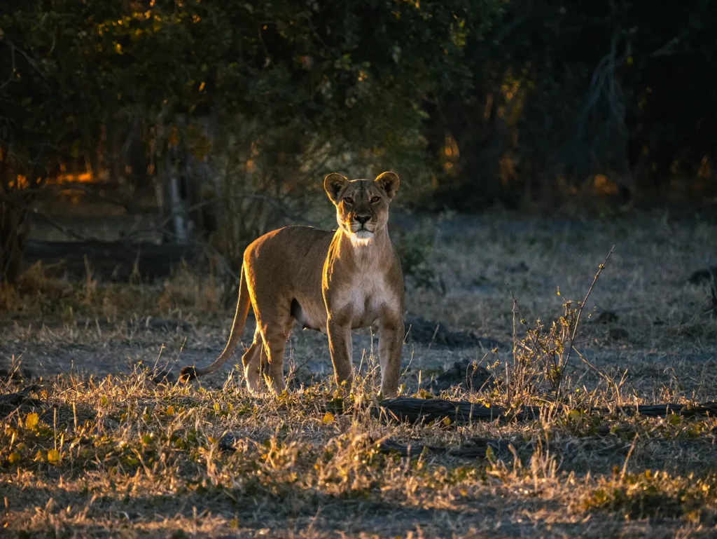 Lioness, Savuti, Chobe National Park, Botswana