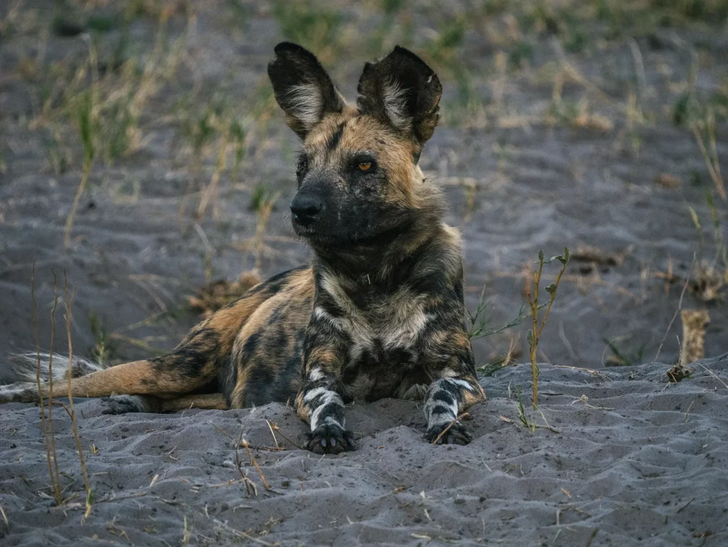 Wild dog in Savuti, Chobe National Park, Botswana