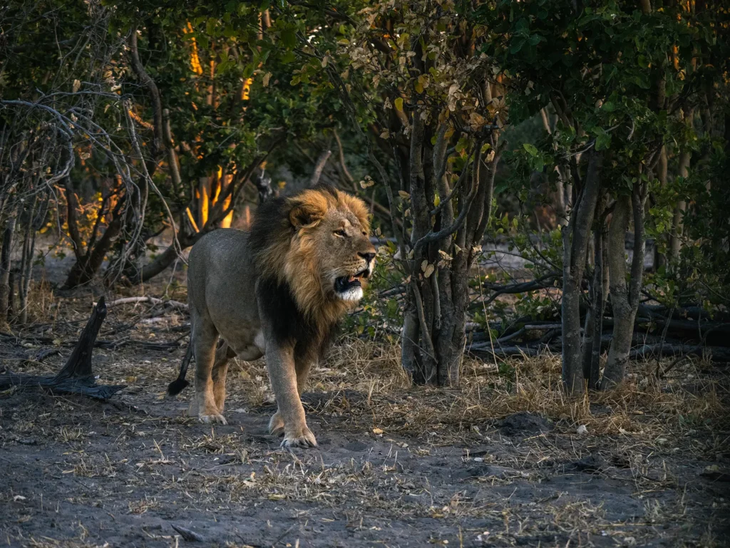 Waziba, part a coalition of four males called The Renegades who dominate the Northern Pride in Savuti, Chobe National Park, Botswana.