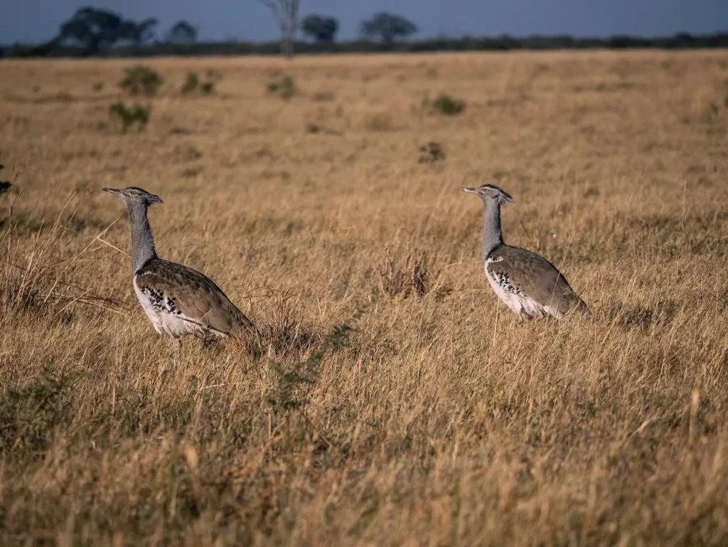 A pair of kori bustards in Savuti, Chobe National Park, Botswana. They sare the largest flying bird native to Africa