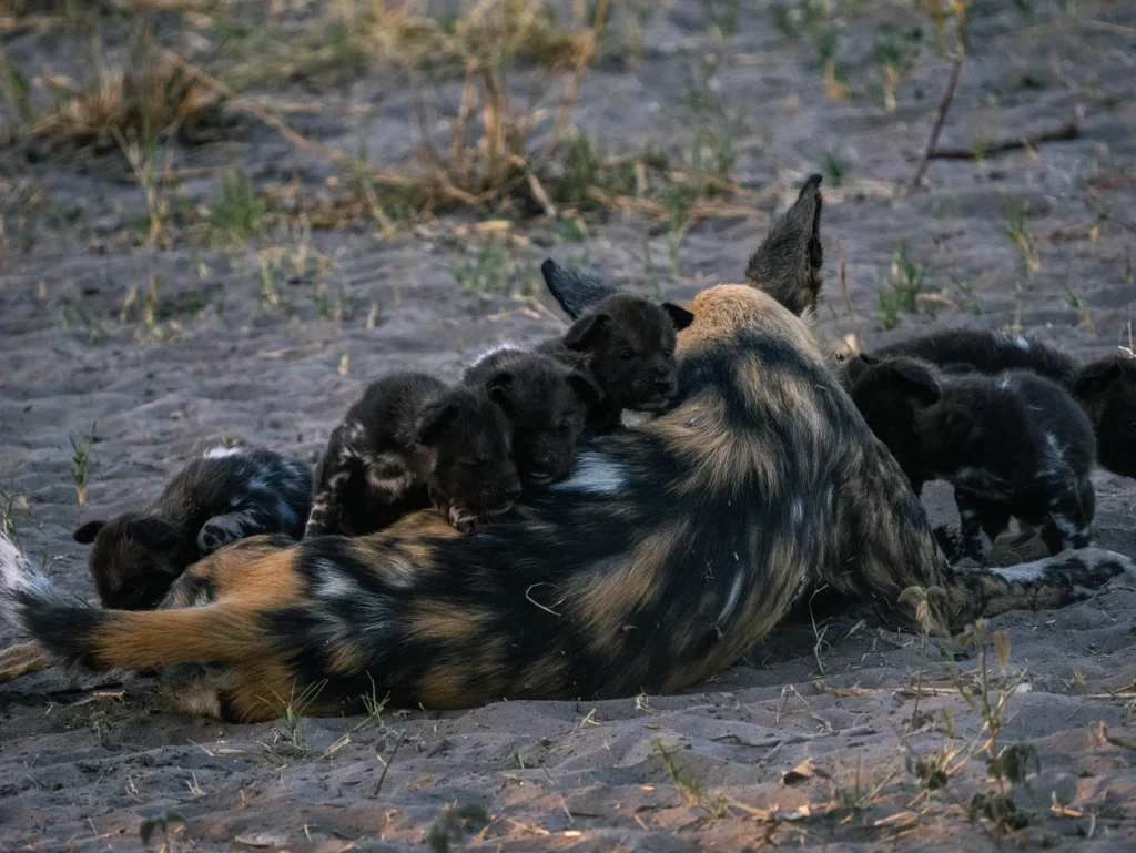 Alpha Female wild dog feeding her litter of pups. Savuti, Chobe National park, Botswana