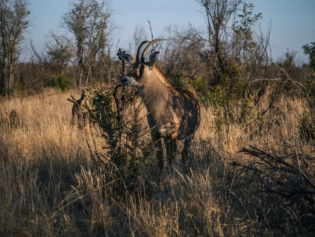 Roan antelope in Savuti, Chobe National Park, Botswana