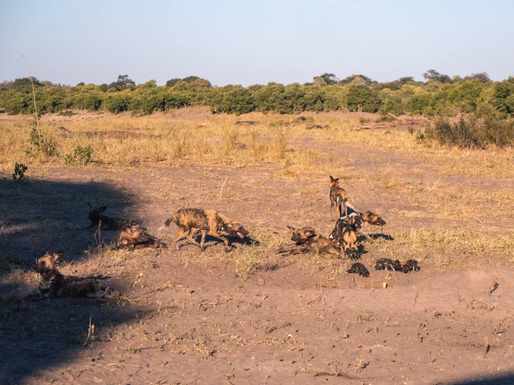 Wild dog pack at den with pups in Savuti, Chobe National Park, Botswana