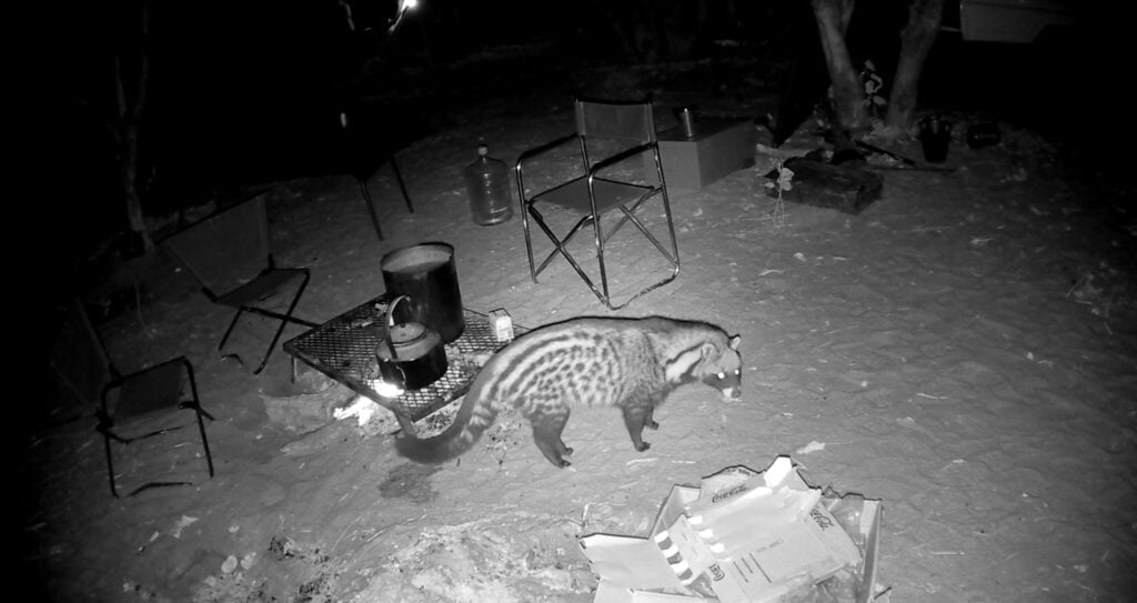 African civit spotted by my trail camera in the campsite. Savuti, Chobe National Park, Botswana