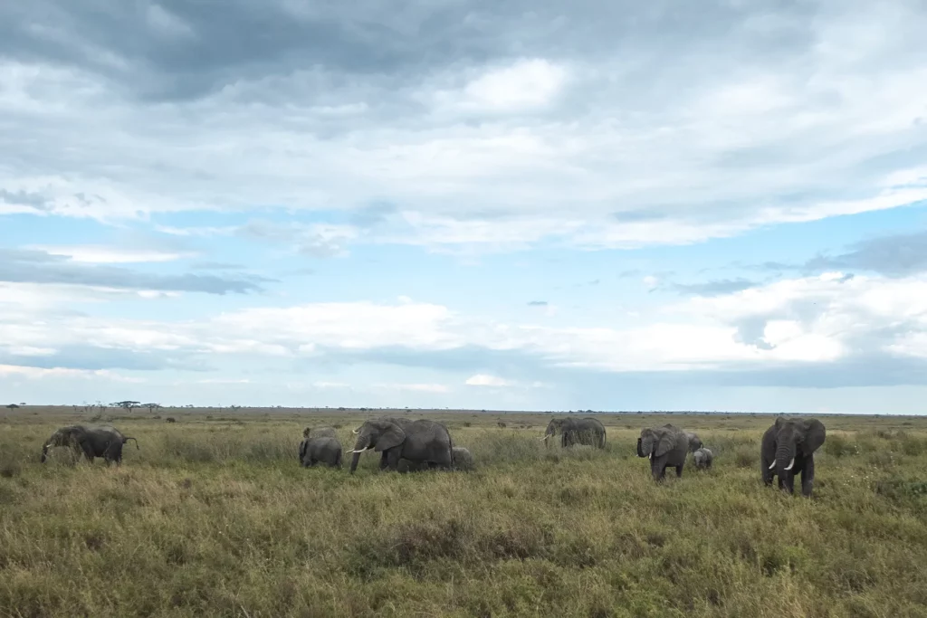 Elephant herd in the Serengeti