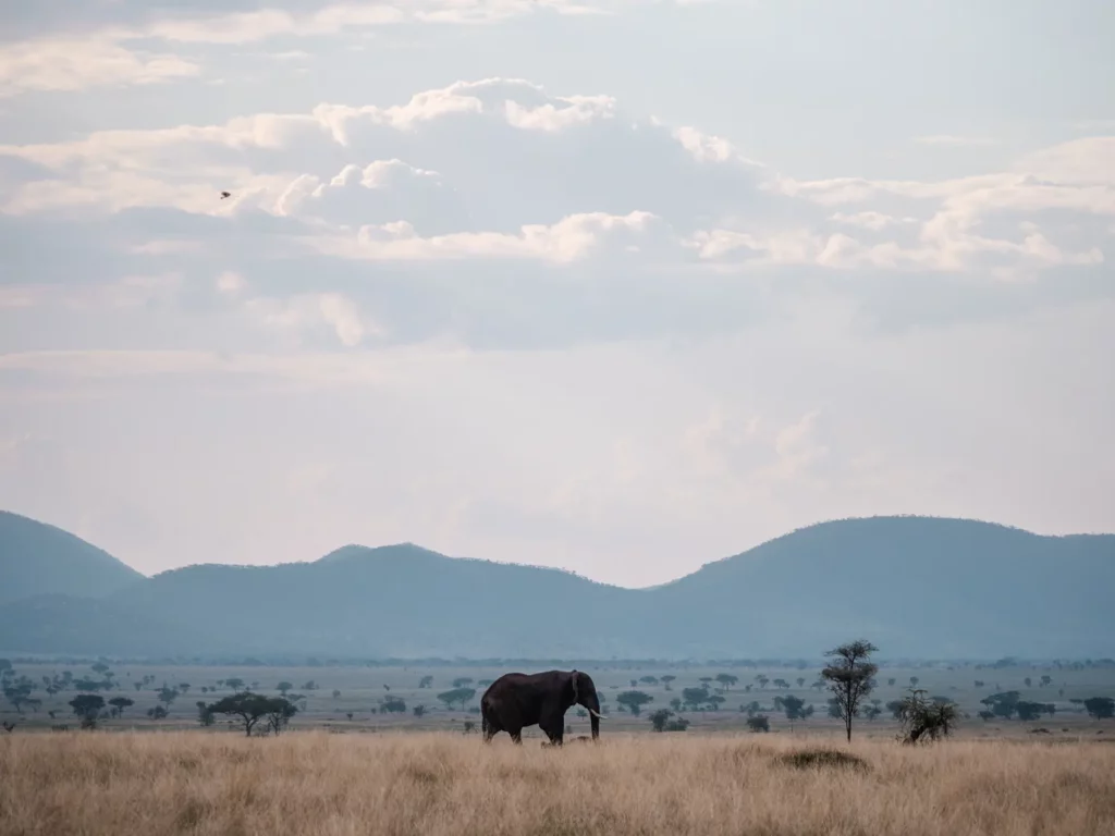 Lone male elephant strolling through the endless plains of the Serengeti