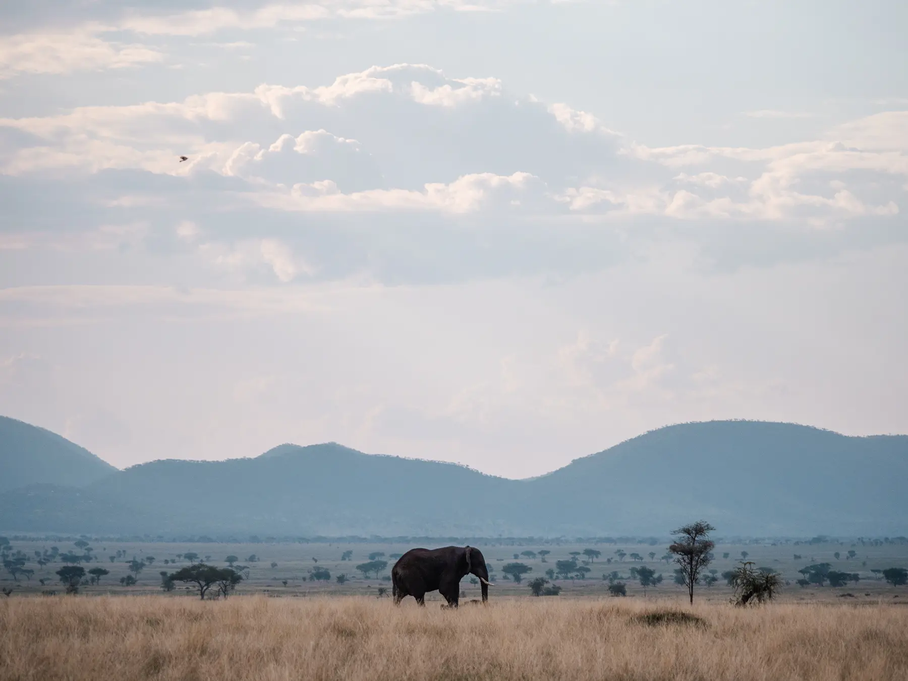 Lone male elephant strolling through the endless plains of the Serengeti