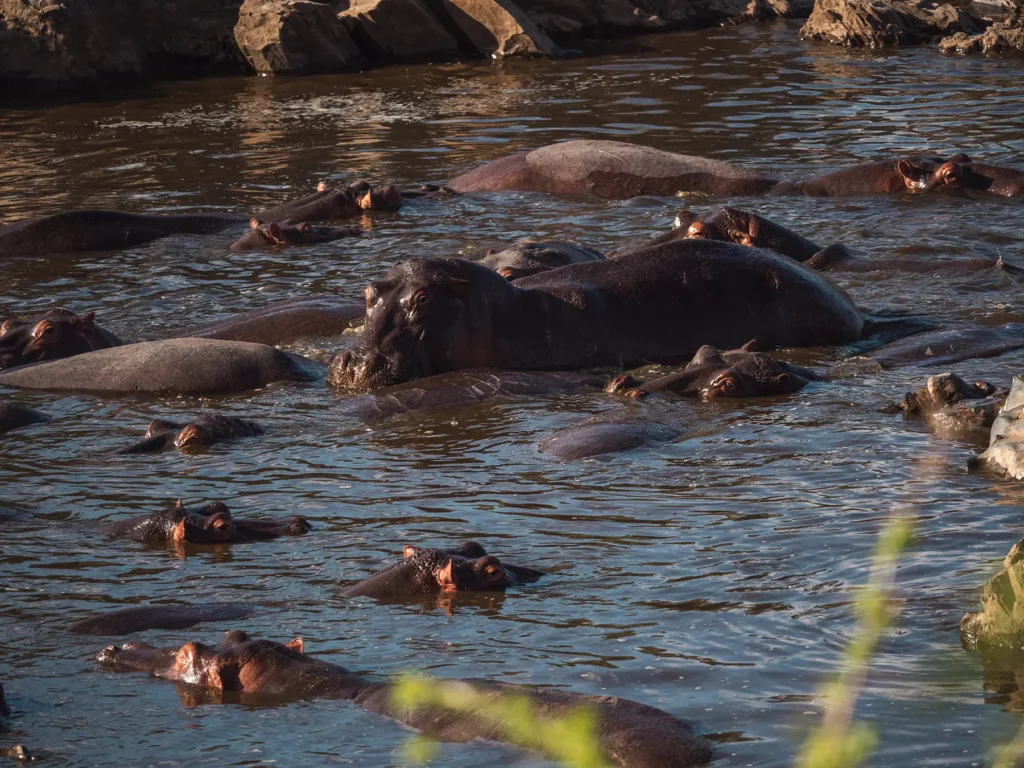 Hippos in the Serengeti