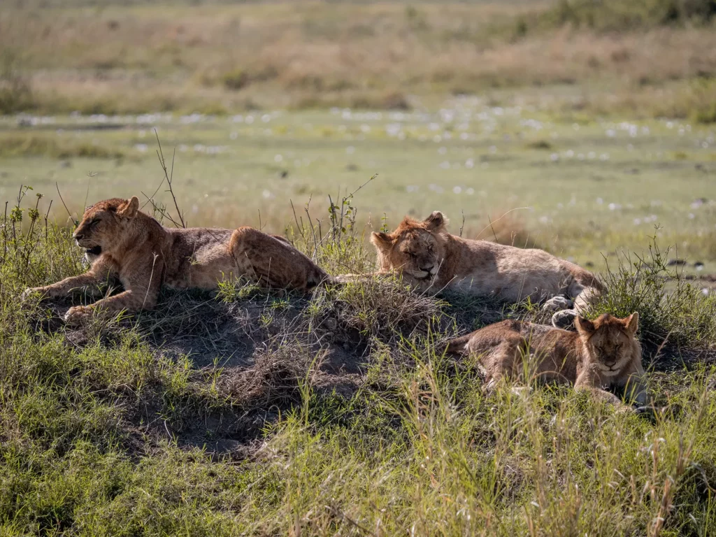 Young lions resting in heat of the Serengeti's mid-day sun