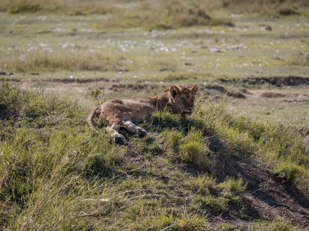Young lion in central Serengeti